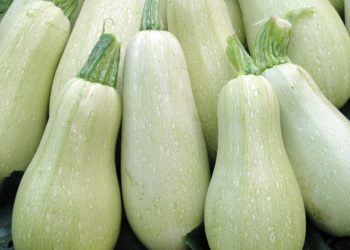 Кабачок Грибовский