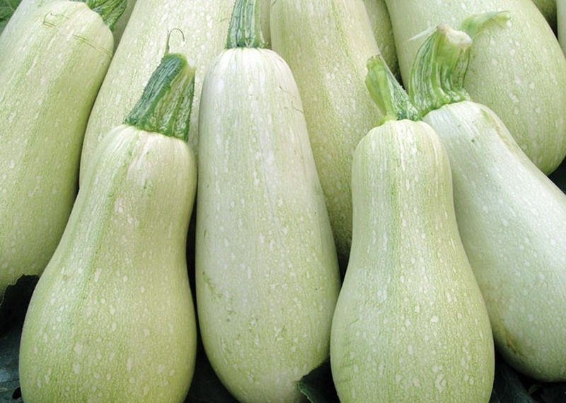 Кабачок Грибовский