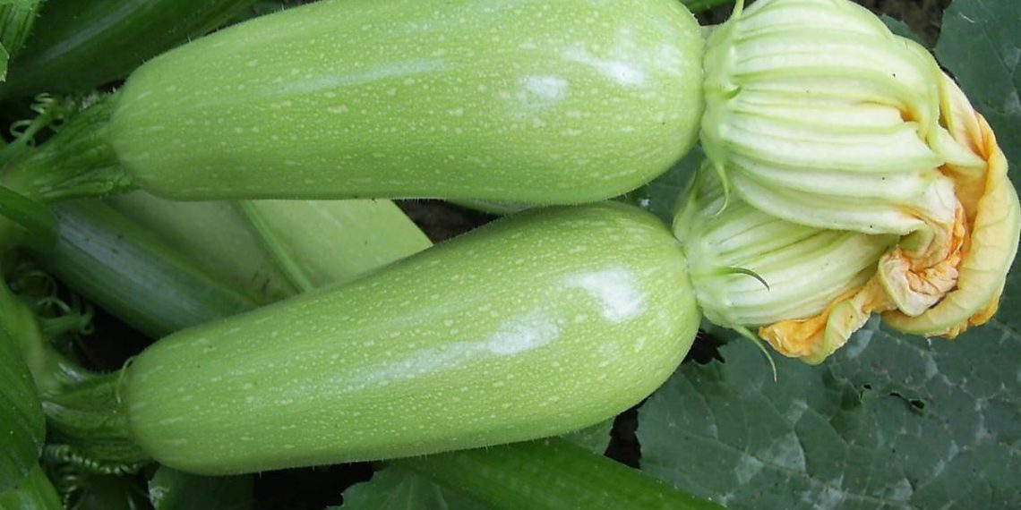 Кабачок Арал