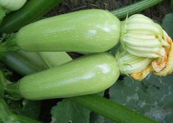 Кабачок Арал