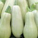 Сорта кабачков