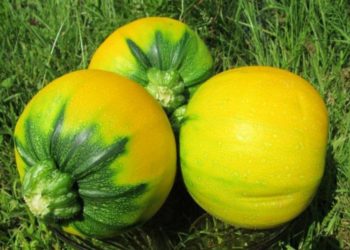 Кабачок сорта Апельсинка