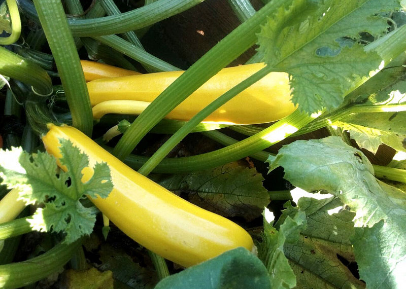 Кабачок Ясмин