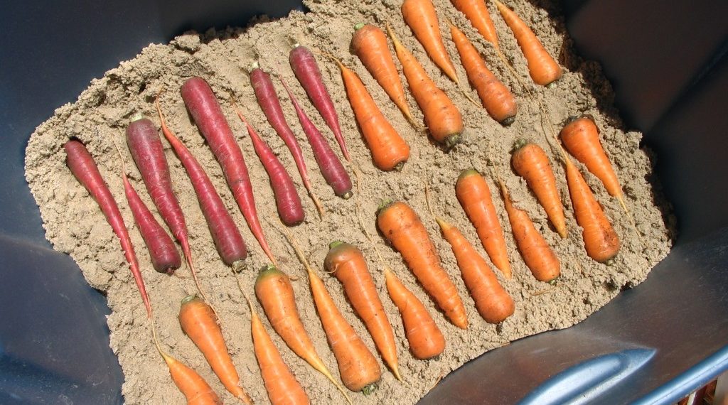 Как хранить морковь?