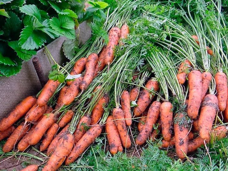 Когда убирать морковь на Урале?