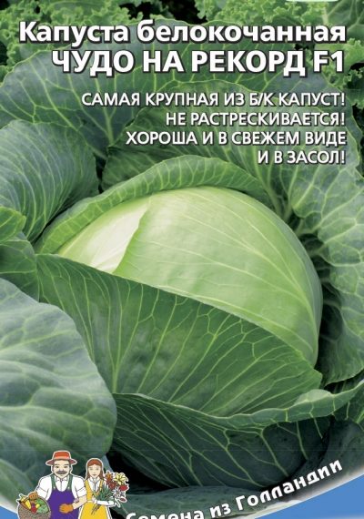 Капуста Чудо на Рекорд