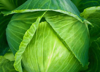 Капуста Белорусская 455