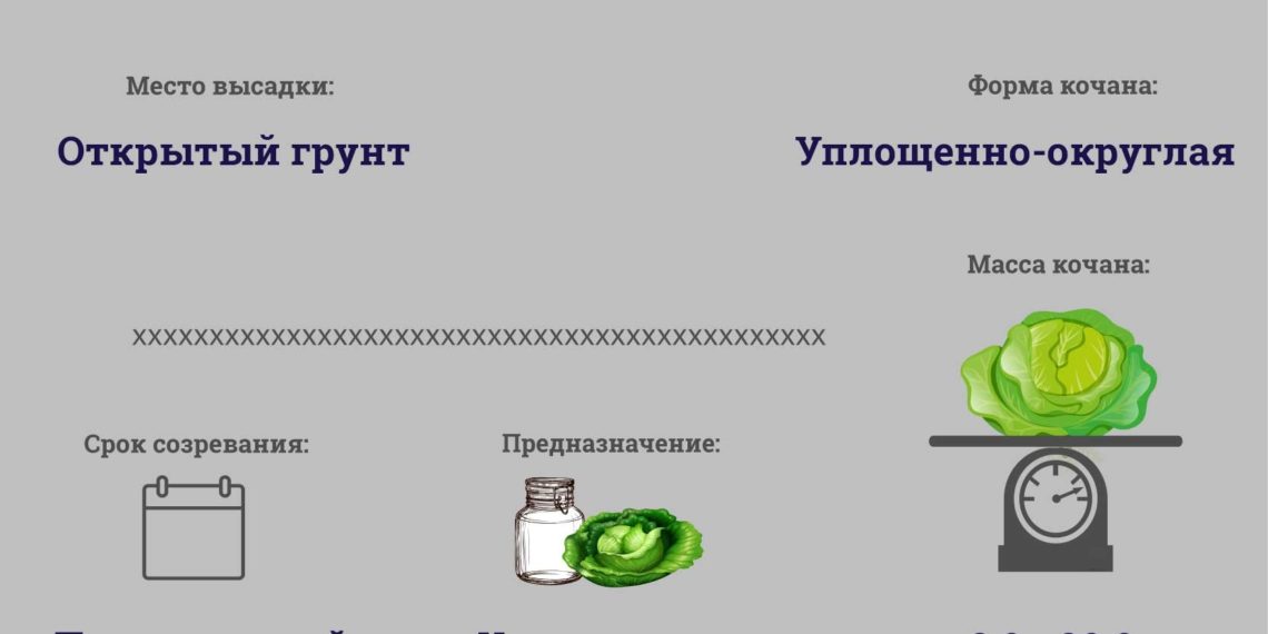 Капуста Чудо на Рекорд