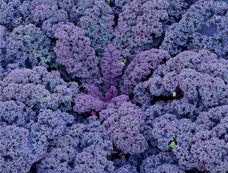 Капуста листовая Редбор