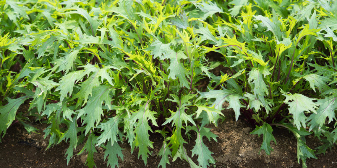 Капуста японская Мизуна