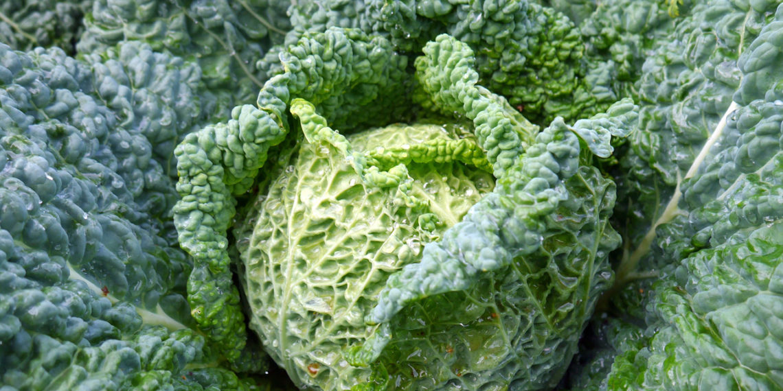 Савойская капуста