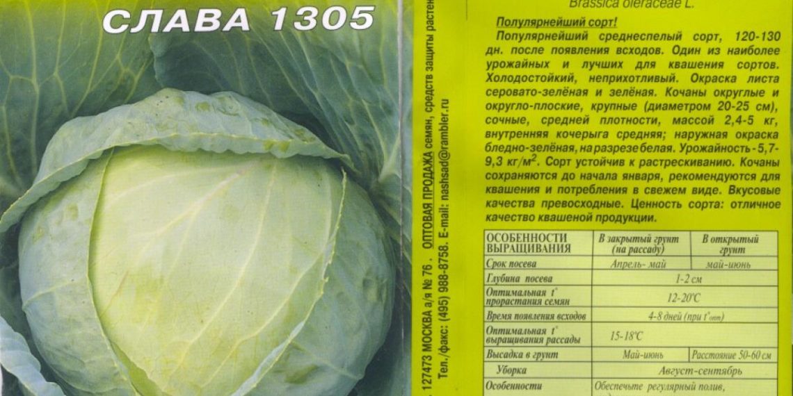 Капуста сорта Слава