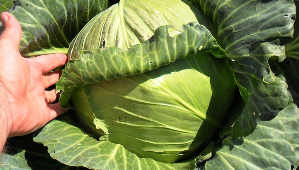 Капуста сорта Слава