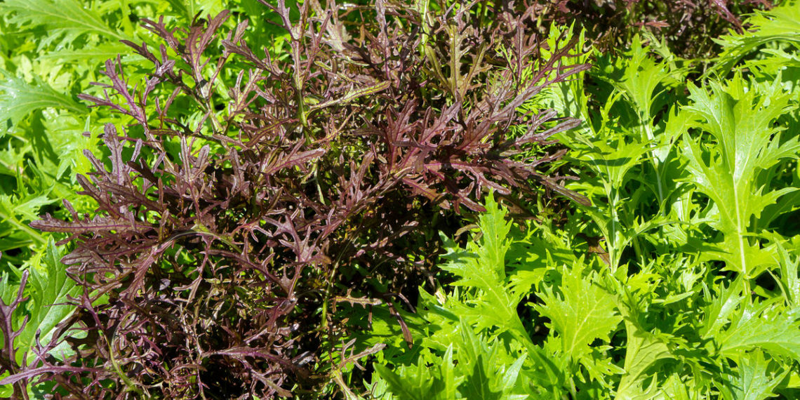 Капуста японская Мизуна