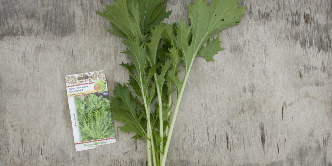 Японская капуста Русалочка: выращивание, отзывы