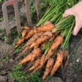 Когда убирать морковь на Урале?
