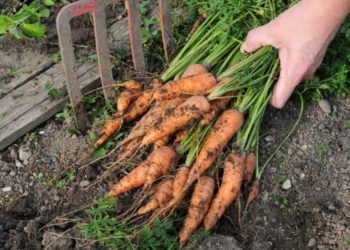 Когда убирать морковь на Урале?