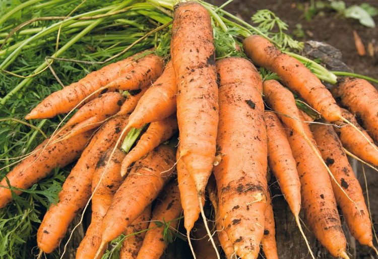 Когда убирать морковь в Сибири?