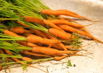 Как выращивать мелкую морковь?