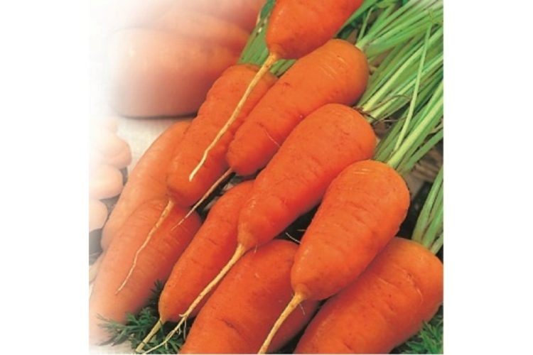 Как выращивать мелкую морковь?