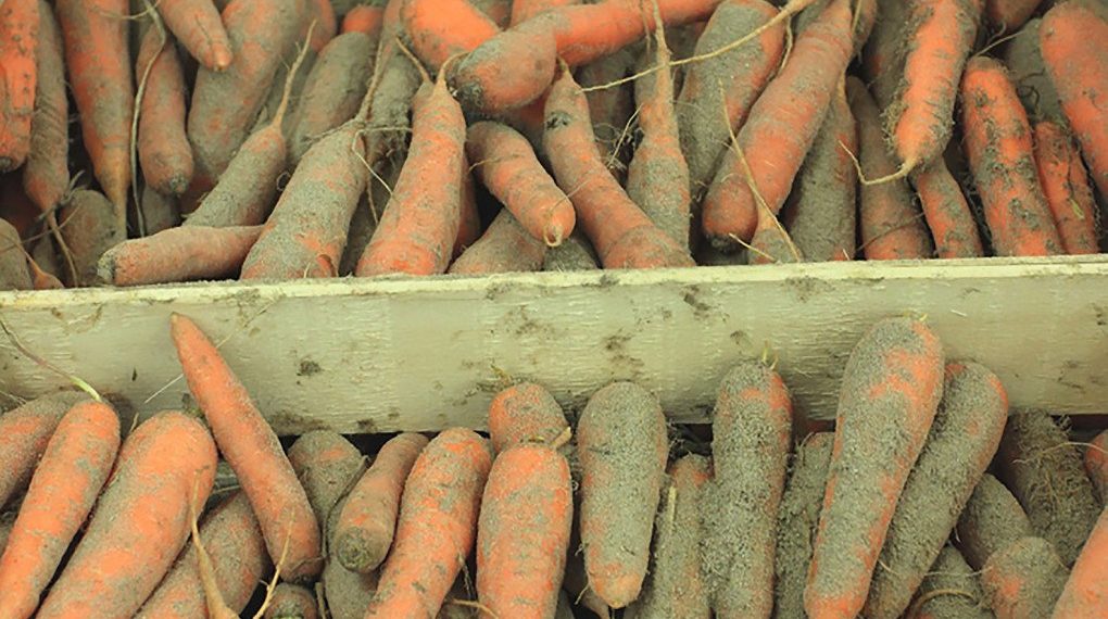 Как хранить морковь?