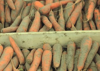 Как хранить морковь?