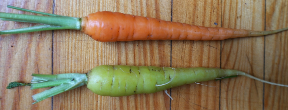 Зеленая морковь