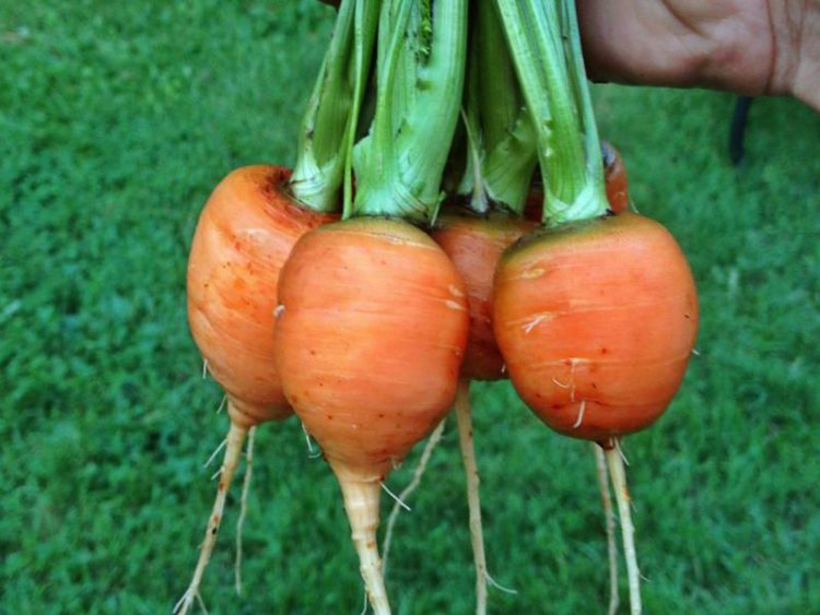 Как выращивать мелкую морковь?