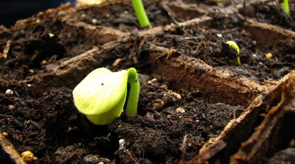 Кабачки выращивание