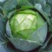 Болезни капусты