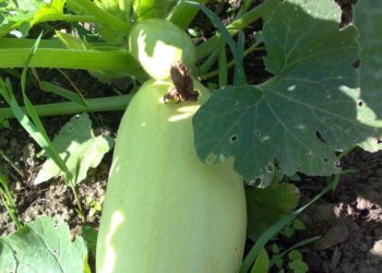 Кабачок Ролик