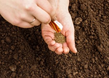 Когда сажать морковь?