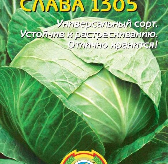Капуста сорта Слава