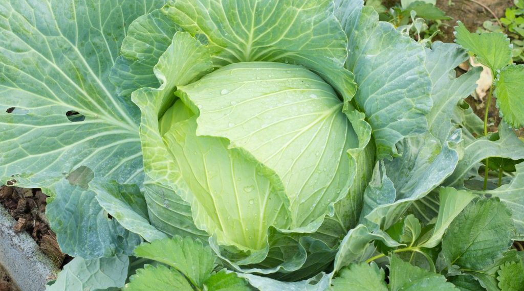 Капуста сорта Слава