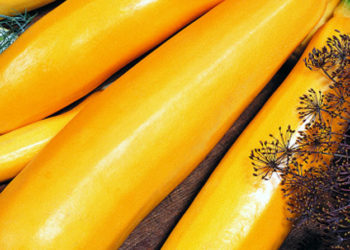 Кабачок Золотинка