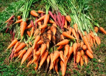 Когда убирать морковь в Сибири?