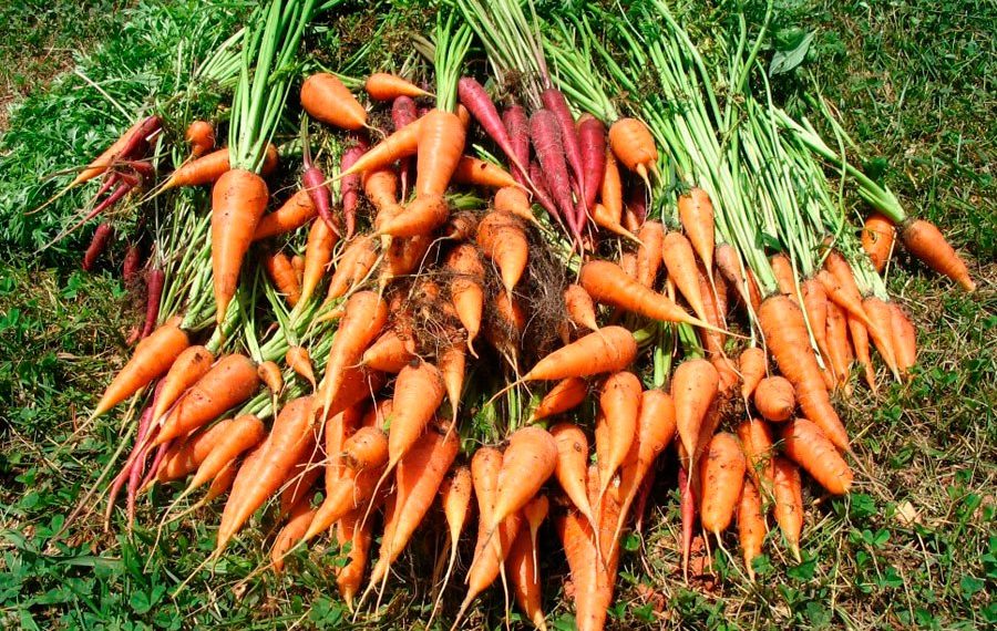 Когда убирать морковь в Сибири?
