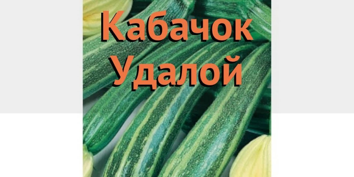 Кабачок Удалой