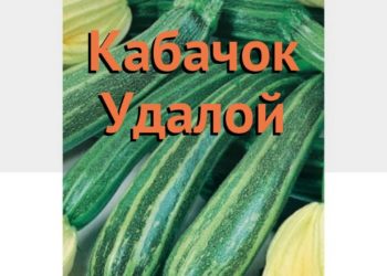 Кабачок Удалой