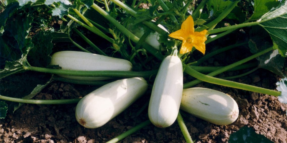 Кабачок Якорь