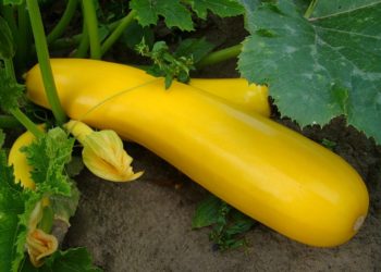 Желтый кабачок