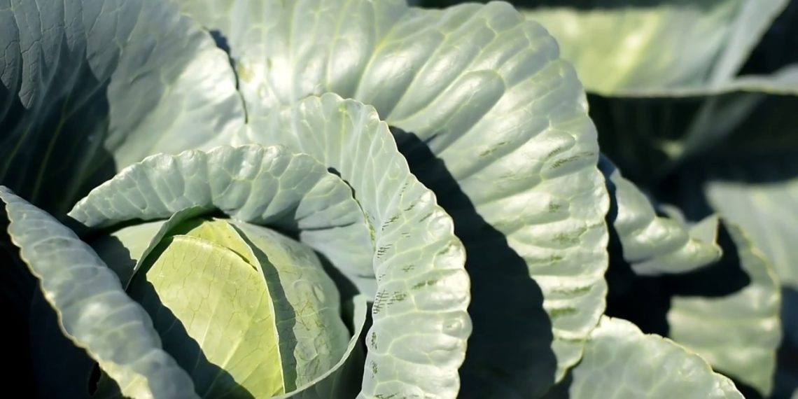 Капуста галакси f1