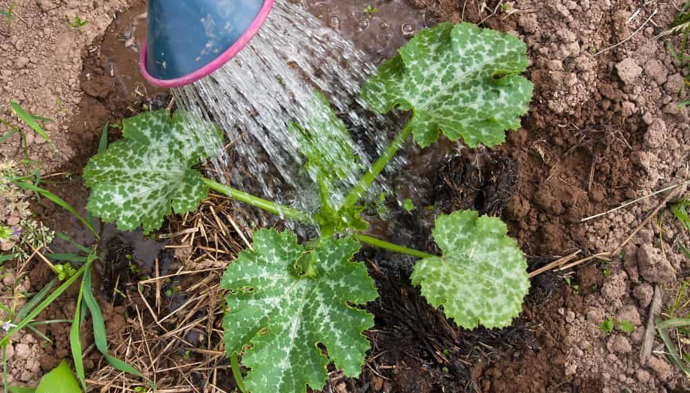 Молодые кабачки