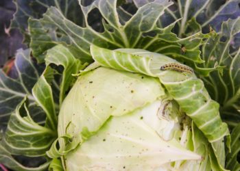 Гусеницы на капусте, как избавиться?