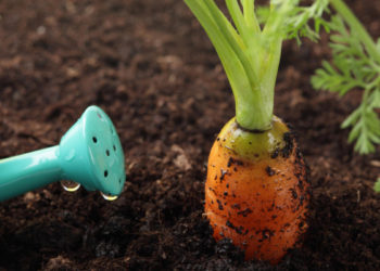 Как поливать морковь?