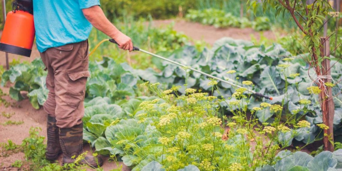 Гусеницы на капусте, как избавиться?