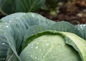 Народные средства от вредителей капусты