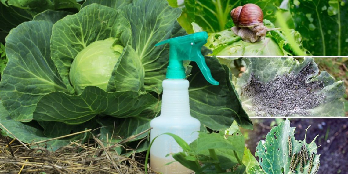 Народные средства от вредителей капусты