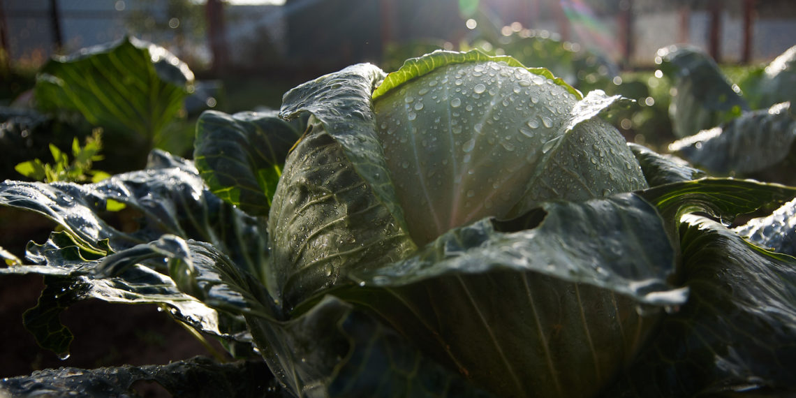 Когда можно собирать капусту осенью: до или после холодов?