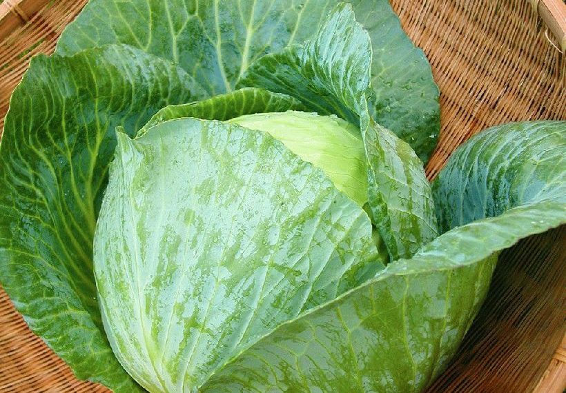Огородная капуста